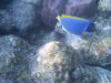 isole maldive lo snorkelling ad asdu foto photo informazioni notizie utili isole maldive asdu sun island resort isola di asdhoo atollo di male nord novembre 2005 by Stefano, Paola, Francesca, Roberto, Marina, Lorenzo, Silvia e Paolo