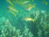 isole maldive lo snorkelling ad asdu foto photo informazioni notizie utili isole maldive asdu sun island resort isola di asdhoo atollo di male nord novembre 2005 by Stefano, Paola, Francesca, Roberto, Marina, Lorenzo, Silvia e Paolo
