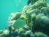 isole maldive lo snorkelling ad asdu foto photo informazioni notizie utili isole maldive asdu sun island resort isola di asdhoo atollo di male nord novembre 2005 by Stefano, Paola, Francesca, Roberto, Marina, Lorenzo, Silvia e Paolo