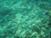 isole maldive lo snorkelling ad asdu foto photo informazioni notizie utili isole maldive asdu sun island resort isola di asdhoo atollo di male nord novembre 2005 by Stefano, Paola, Francesca, Roberto, Marina, Lorenzo, Silvia e Paolo