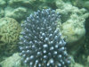 isole maldive lo snorkelling ad asdu foto photo informazioni notizie utili isole maldive asdu sun island resort isola di asdhoo atollo di male nord novembre 2005 by Stefano, Paola, Francesca, Roberto, Marina, Lorenzo, Silvia e Paolo