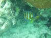 isole maldive lo snorkelling ad asdu foto photo informazioni notizie utili isole maldive asdu sun island resort isola di asdhoo atollo di male nord novembre 2005 by Stefano, Paola, Francesca, Roberto, Marina, Lorenzo, Silvia e Paolo