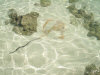 isole maldive lo snorkelling ad asdu foto photo informazioni notizie utili isole maldive asdu sun island resort isola di asdhoo atollo di male nord novembre 2005 by Stefano, Paola, Francesca, Roberto, Marina, Lorenzo, Silvia e Paolo