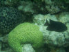 isole maldive lo snorkelling ad asdu foto photo informazioni notizie utili isole maldive asdu sun island resort isola di asdhoo atollo di male nord novembre 2005 by Stefano, Paola, Francesca, Roberto, Marina, Lorenzo, Silvia e Paolo