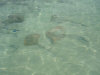 isole maldive lo snorkelling ad asdu foto photo informazioni notizie utili isole maldive asdu sun island resort isola di asdhoo atollo di male nord novembre 2005 by Stefano, Paola, Francesca, Roberto, Marina, Lorenzo, Silvia e Paolo