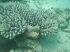 isole maldive lo snorkelling ad asdu foto photo informazioni notizie utili isole maldive asdu sun island resort isola di asdhoo atollo di male nord novembre 2005 by Stefano, Paola, Francesca, Roberto, Marina, Lorenzo, Silvia e Paolo