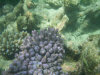 isole maldive lo snorkelling ad asdu foto photo informazioni notizie utili isole maldive asdu sun island resort isola di asdhoo atollo di male nord novembre 2005 by Stefano, Paola, Francesca, Roberto, Marina, Lorenzo, Silvia e Paolo