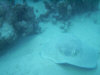 isole maldive lo snorkelling ad asdu foto photo informazioni notizie utili isole maldive asdu sun island resort isola di asdhoo atollo di male nord novembre 2005 by Stefano, Paola, Francesca, Roberto, Marina, Lorenzo, Silvia e Paolo