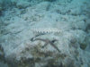 isole maldive lo snorkelling ad asdu foto photo informazioni notizie utili isole maldive asdu sun island resort isola di asdhoo atollo di male nord novembre 2005 by Stefano, Paola, Francesca, Roberto, Marina, Lorenzo, Silvia e Paolo