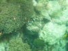isole maldive lo snorkelling ad asdu foto photo informazioni notizie utili isole maldive asdu sun island resort isola di asdhoo atollo di male nord novembre 2005 by Stefano, Paola, Francesca, Roberto, Marina, Lorenzo, Silvia e Paolo