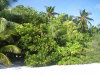 asdu_spiagge_48.jpg (55226 byte)