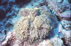 isole maldive foto immersioni informazioni notizie utili isole maldive asdu sun island resort isola di asdhoo atollo di male nord by Elena e Gianni nel marzo 2006
