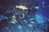isole maldive foto immersioni informazioni notizie utili isole maldive asdu sun island resort isola di asdhoo atollo di male nord by Elena e Gianni nel marzo 2006