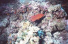 isole maldive foto immersioni informazioni notizie utili isole maldive asdu sun island resort isola di asdhoo atollo di male nord by Elena e Gianni nel marzo 2006