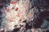 isole maldive foto immersioni informazioni notizie utili isole maldive asdu sun island resort isola di asdhoo atollo di male nord by Elena e Gianni nel marzo 2006