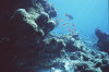 isole maldive foto immersioni informazioni notizie utili isole maldive asdu sun island resort isola di asdhoo atollo di male nord by Elena e Gianni nel marzo 2006