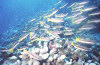 isole maldive foto immersioni informazioni notizie utili isole maldive asdu sun island resort isola di asdhoo atollo di male nord by Elena e Gianni nel marzo 2006