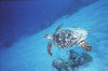isole maldive foto immersioni informazioni notizie utili isole maldive asdu sun island resort isola di asdhoo atollo di male nord by Elena e Gianni nel marzo 2006