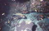 isole maldive foto immersioni informazioni notizie utili isole maldive asdu sun island resort isola di asdhoo atollo di male nord by Elena e Gianni nel marzo 2006
