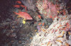 isole maldive foto immersioni informazioni notizie utili isole maldive asdu sun island resort isola di asdhoo atollo di male nord by Elena e Gianni nel marzo 2006