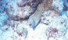 isole maldive foto immersioni informazioni notizie utili isole maldive asdu sun island resort isola di asdhoo atollo di male nord by Elena e Gianni nel marzo 2006