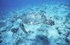 isole maldive foto immersioni informazioni notizie utili isole maldive asdu sun island resort isola di asdhoo atollo di male nord by Elena e Gianni nel marzo 2006