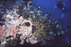 isole maldive foto immersioni informazioni notizie utili isole maldive asdu sun island resort isola di asdhoo atollo di male nord by Elena e Gianni nel marzo 2006