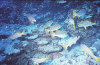 isole maldive foto immersioni informazioni notizie utili isole maldive asdu sun island resort isola di asdhoo atollo di male nord by Elena e Gianni nel marzo 2006