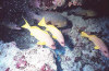 isole maldive foto immersioni informazioni notizie utili isole maldive asdu sun island resort isola di asdhoo atollo di male nord by Elena e Gianni nel marzo 2006