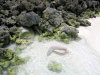 isole maldive fotografie informazioni notizie utili isole maldive asdu sun island resort isola di asdhoo atollo di male nord by Alessandra e Marco nell'aprile 2006