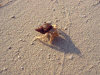 isole maldive fotografie informazioni notizie utili isole maldive asdu sun island resort isola di asdhoo atollo di male nord by Alessandra e Marco nell'aprile 2006