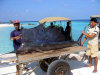 isole maldive fotografie informazioni notizie utili isole maldive asdu sun island resort isola di asdhoo atollo di male nord by Alessandra e Marco nell'aprile 2006
