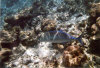 isole maldive fotografie informazioni notizie utili isole maldive asdu sun island resort isola di asdhoo atollo di male nord by Alessandra e Marco nell'aprile 2006