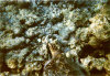 isole maldive fotografie informazioni notizie utili isole maldive asdu sun island resort isola di asdhoo atollo di male nord by Alessandra e Marco nell'aprile 2006