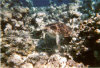 isole maldive fotografie informazioni notizie utili isole maldive asdu sun island resort isola di asdhoo atollo di male nord by Alessandra e Marco nell'aprile 2006