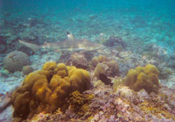 isole maldive fotografie informazioni consigli utili isole maldive bandos resort isola di bodubados atollo di male nord agosto 2006 by Debora e Michele utente forum maldive Taldi72