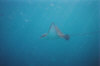 bandos-aquila_di_mare.jpg (69096 byte)