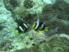 isole maldive foto photo informazioni consigli utili bathala resort isola di bathalaa atollo di ari nord by Fabione nel febbraio 2006