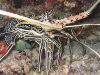 isole maldive foto photo informazioni consigli utili bathala resort isola di bathalaa atollo di ari nord by Fabione nel febbraio 2006