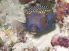 isole maldive foto photo informazioni consigli utili bathala resort isola di bathalaa atollo di ari nord by Fabione nel febbraio 2006