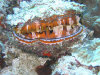 isole maldive foto photo informazioni consigli utili bathala resort isola di bathalaa atollo di ari nord by Fabione nel febbraio 2006
