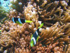 isole maldive foto photo informazioni consigli utili bathala resort isola di bathalaa atollo di ari nord by Fabione nel febbraio 2006