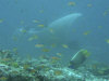 isole maldive foto photo informazioni consigli utili bathala resort isola di bathalaa atollo di ari nord by Fabione nel febbraio 2006
