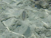 >isole maldive fotografie informazioni consigli utili bathala resort isola di bathalaa atollo di ari nord by Romina nel marzo 2006