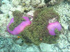 isole maldive fotografie sub e snorkelling da video informazioni consigli utili bathala resort isola di bathalaa atollo di ari nord by Claudia&Dario di www.tuttomaldive.it gruppo luglio 2006