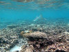 isole maldive fotografie sub e snorkelling da video informazioni consigli utili bathala resort isola di bathalaa atollo di ari nord by Claudia&Dario di www.tuttomaldive.it gruppo luglio 2006