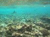 isole maldive fotografie sub e snorkelling da video informazioni consigli utili bathala resort isola di bathalaa atollo di ari nord by Claudia&Dario di www.tuttomaldive.it gruppo luglio 2006