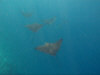 isole maldive fotografie sub e snorkelling da video informazioni consigli utili bathala resort isola di bathalaa atollo di ari nord by Claudia&Dario di www.tuttomaldive.it gruppo luglio 2006