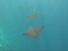 isole maldive fotografie sub e snorkelling da video informazioni consigli utili bathala resort isola di bathalaa atollo di ari nord by Claudia&Dario di www.tuttomaldive.it gruppo luglio 2006
