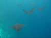isole maldive fotografie sub e snorkelling da video informazioni consigli utili bathala resort isola di bathalaa atollo di ari nord by Claudia&Dario di www.tuttomaldive.it gruppo luglio 2006